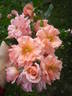 Dream Weaver ™ rose photo