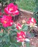 Ingrid ™ rose photo