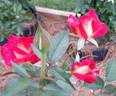 Ingrid ™ rose photo