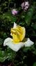 Sunblest, Cl. rose photo