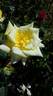 Sunblest, Cl. rose photo