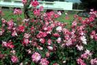 Napoléon rose photo