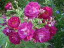 Rosengarten Zweibrücken rose photo