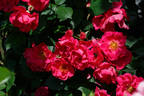Burghausen ® rose photo