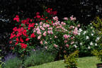 Burghausen ® rose photo