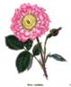 Oeillet rose photo