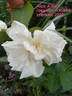 Alice Aldrich rose photo