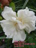 Alice Aldrich rose photo