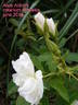 Alice Aldrich rose photo