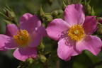 Kirsten Klein rose photo