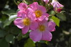 Kirsten Klein rose photo