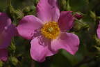 Kirsten Klein rose photo