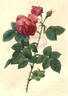 <i>Rosa</i> X Bourboniana rose photo