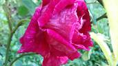 Ricordo di Geo Chavez rose photo