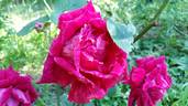 Ricordo di Geo Chavez rose photo