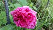 Edda rose photo