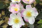 Landhaus Ettenbühl rose photo