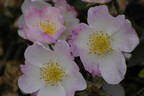 Landhaus Ettenbühl rose photo