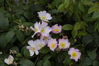 Landhaus Ettenbühl rose photo