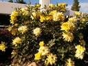 Yellow Sunblaze 2004 rose photo