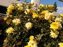 Yellow Sunblaze 2004 rose photo