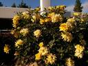 Yellow Sunblaze 2004 rose photo