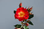 Little Copper rose photo