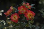 Little Copper rose photo