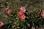 Little Copper rose photo
