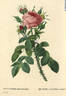 La Moderne rose photo