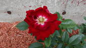 Crush on You rose photo