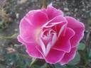 Incantation rose photo