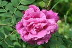 Vivid rose photo