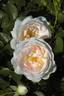 Marita rose photo
