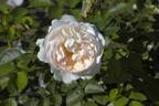 Marita rose photo