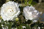 Marita rose photo