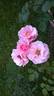 Carmen rose photo