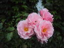 Carmen rose photo