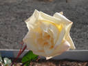 Peace rose photo