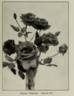 Écarlate rose photo