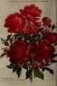 Gertrud Kiese rose photo