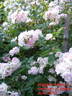 Abigail Adams rose photo