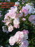 Abigail Adams rose photo