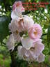 Dentelle de Malines ® rose photo