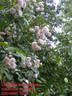Dentelle de Malines ® rose photo
