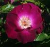 Sultry Sangria ™ rose photo