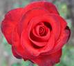 Hygiena rose photo