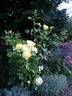 Walking On Sunshine rose photo