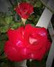 Gardens of the World rose photo