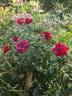 Dragon's Eye rose photo